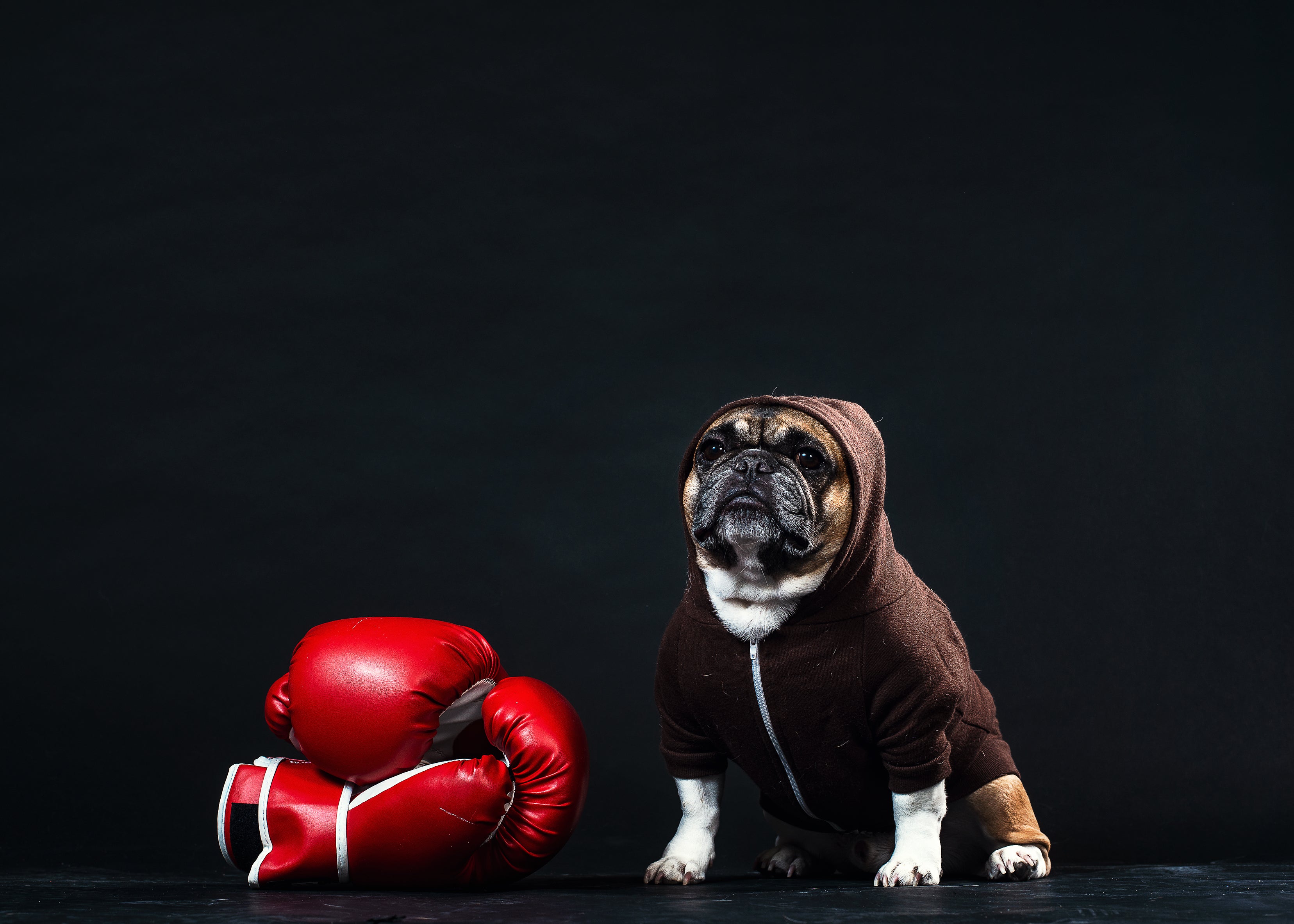 a-french-bulldog-in-a-hoodie-with-boxing-gloves.jpg